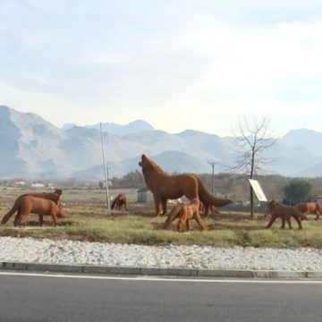 “Ujqërit Mbërritën” në Malësi të Madhe