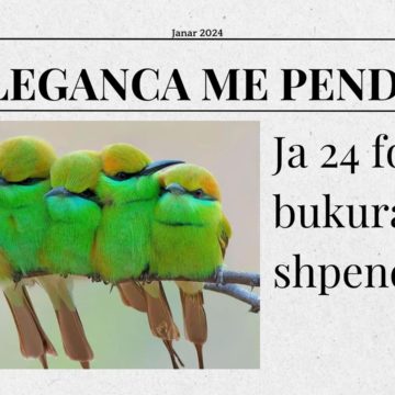 Eleganca me pendë. Ja 24 foto të bukura të shpendëve!