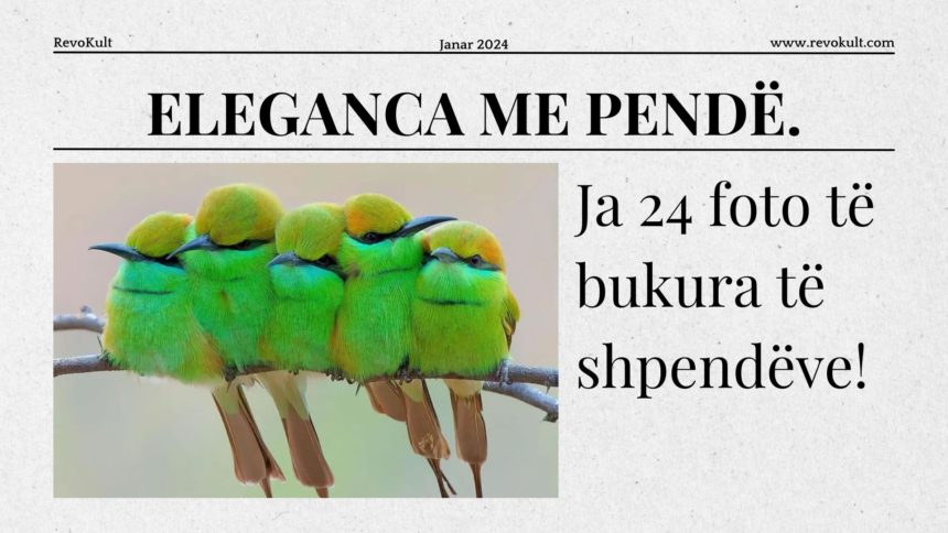 Eleganca me pendë. Ja 24 foto të bukura të shpendëve!