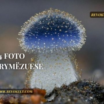 Makro Magjike: 24 Foto frymëzuese nga afër për të apasionuarit pas artit