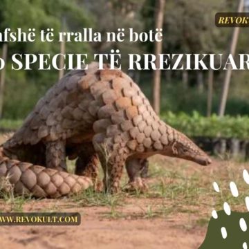 Kafshët më të rralla në botë: 10 specie të rrezikuara në mënyrë kritike!