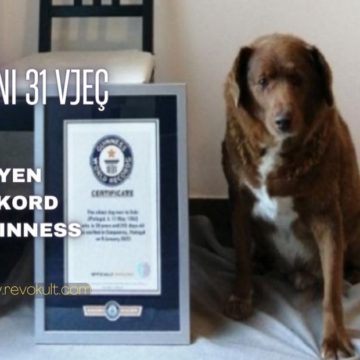 Qeni 31 vjeç thyen rekord Guinness!