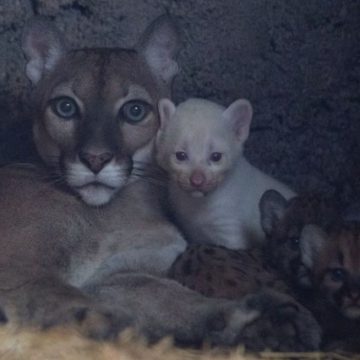 Lind puma e rrallë albine në kopshtin zoologjik të Nikaraguas