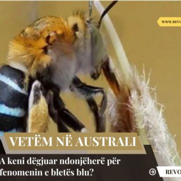 Vetëm në Australi: A keni dëgjuar ndonjëherë për fenomenin e bletës blu?