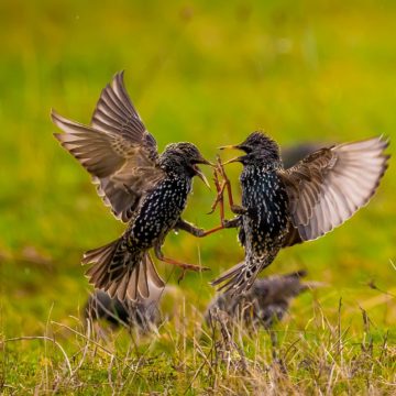 “Wildlife me Arian Mavriqin” – Lajmëtarët e parë të stinës së pranverës