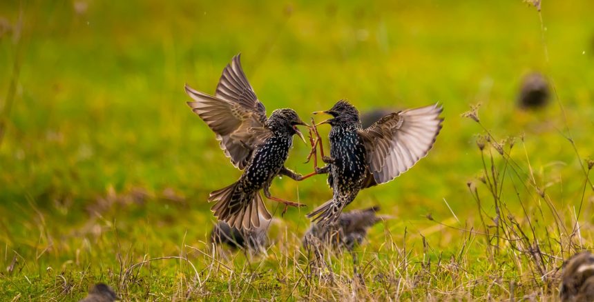 “Wildlife me Arian Mavriqin” – Lajmëtarët e parë të stinës së pranverës