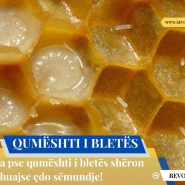 Ja pse qumështi i bletës shëron thuajse çdo sëmundje