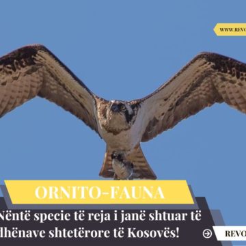 Nëntë specie të reja i janë shtuar të dhënave shtetërore të Kosovës!