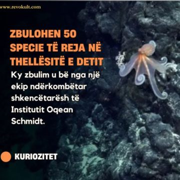 Zbulohen 50 specie të reja në thellësitë e detit