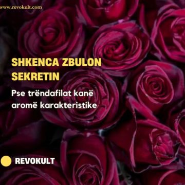 Shkenca zbulon sekretin pse trëndafilat kanë aromë karakteristike