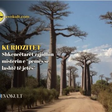 Shkencëtarët zgjidhin misterin e “pemës së lashtë të jetës”