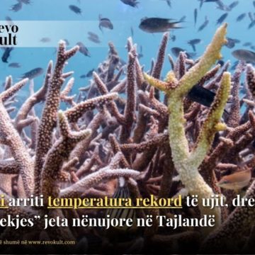 Deti arriti temperatura rekord të ujit, drejt “vdekjes” jeta nënujore në Tajlandë