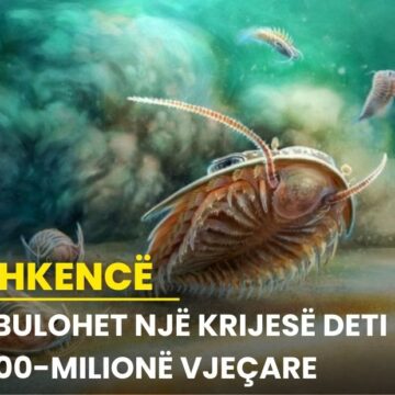 Zbulohet një krijesë deti 500-milionë vjeçare