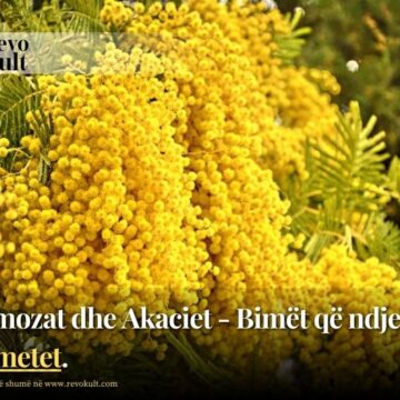 Mimozat dhe Akaciet – Bimët që ndjejnë tërmetet.