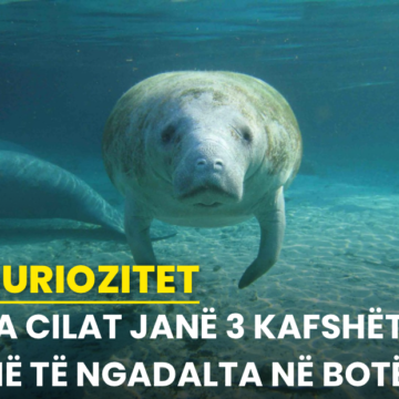 Ja cilat janë 3 kafshët më të ngadalta në botë!