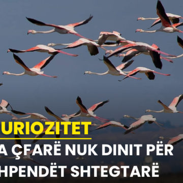 Ja çfarë nuk dinit për shpendët shtegtarë…