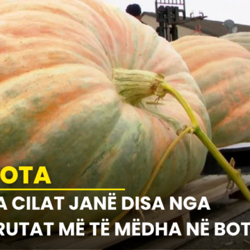 Ja cilat janë disa nga frutat më të mëdha në botë.