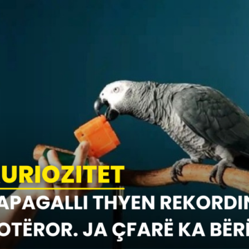 Papagalli thyen rekordin botëror. Ja çfarë ka bërë…