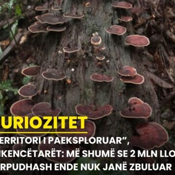 “Territori i paeksploruar”, shkencëtarët: Më shumë se 2 mln lloje kërpudhash ende nuk janë zbuluar