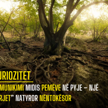 Komunikimi midis pemëve në pyje – Një “rrjet” natyror nëntokësor