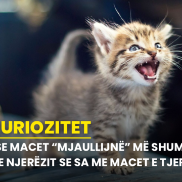 Pse macet “mjaullijnë” më shumë me njerëzit se sa me macet e tjera