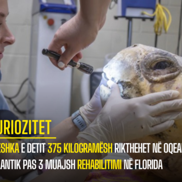 Breshka e detit 375 kilogramësh rikthehet në Oqeanin Atlantik pas 3 muajsh rehabilitimi në Florida