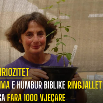 Pema e humbur biblike ringjallet nga fara 1000 vjeçare