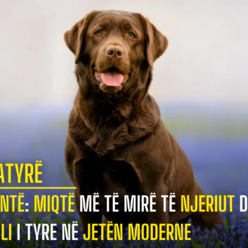 Qentë: Miqtë më të Mirë të Njeriut dhe Roli i Tyre në Jetën Moderne