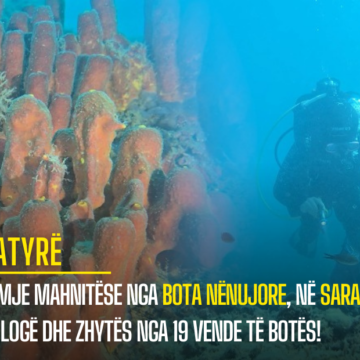 Pamje mahnitëse nga bota nënujore, në Sarandë biologë dhe zhytës nga 19 vende të botës!