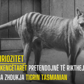 Shkencëtarët pretendojnë të rikthejnë nga zhdukja tigrin tasmanian