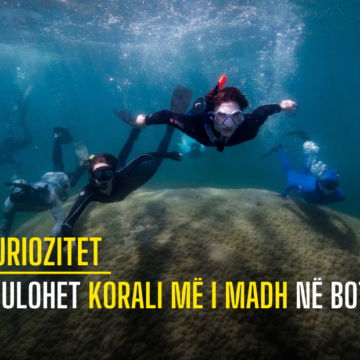 Zbulohet korali më i madh në botë