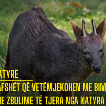 Kafshët që vetëmjekohen me bimë dhe zbulime të tjera nga natyra