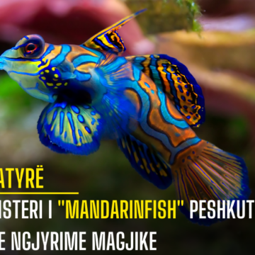 Misteri i “Mandarinfish” Peshkut me Ngjyrime Magjike