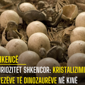 Kuriozitet shkencor: Kristalizimi i vezëve të dinozaurëve në Kinë