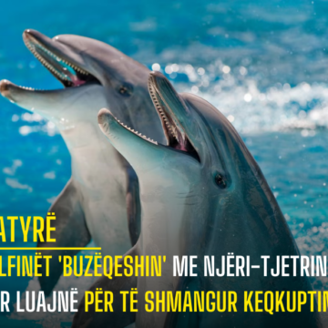 Delfinët ‘buzëqeshin’ me njëri-tjetrin kur luajnë për të shmangur keqkuptimet