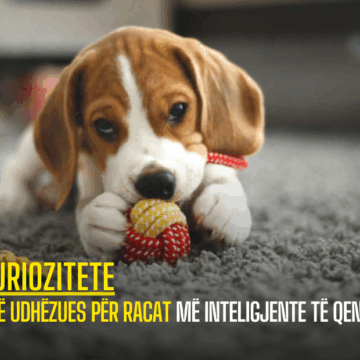 Një udhëzues për racat më inteligjente të qenve