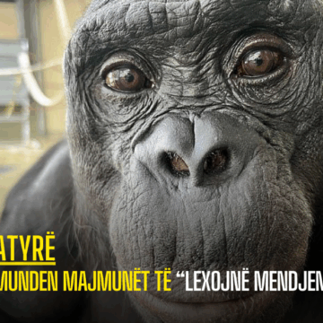 A munden majmunët të “lexojnë mendjen”?