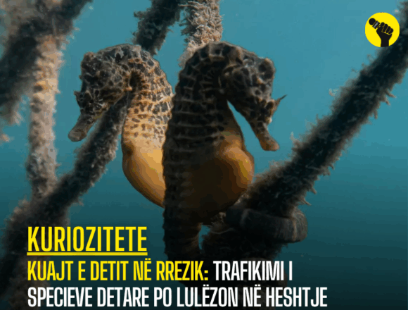 www.revokult.com - 2025-06-09T023300.901 Kuajt e detit në rrezik: Trafikimi i specieve detare po lulëzon në heshtje