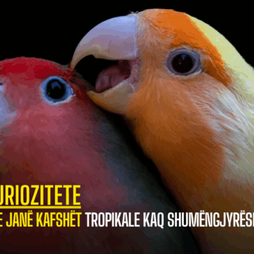 Pse janë kafshët tropikale kaq shumëngjyrëshe?