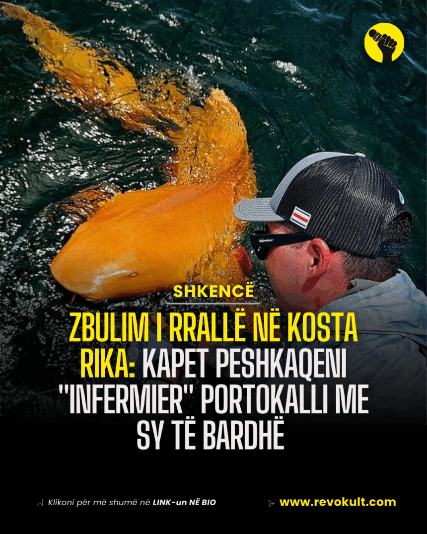 Zbulim i rrallë në Kosta Rika: Kapet peshkaqeni “infermier” portokalli me sy të bardhë