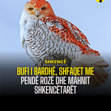 Bufi i bardhë, shfaqet me pendë rozë dhe mahnit shkencëtarët