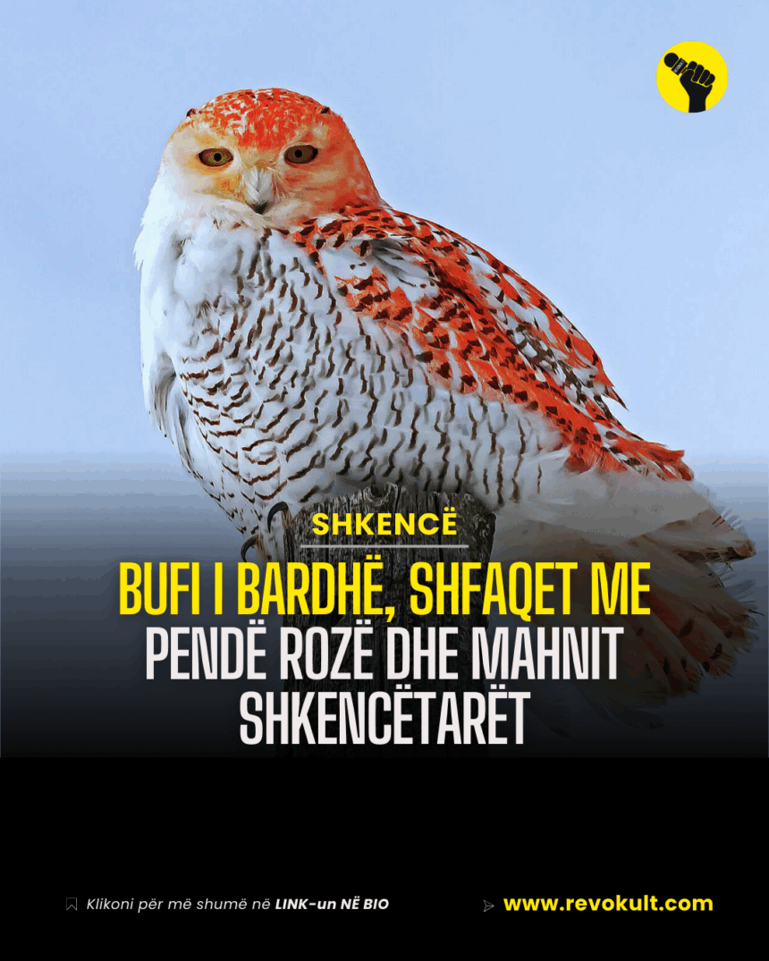 Bufi i bardhë, shfaqet me pendë rozë dhe mahnit shkencëtarët