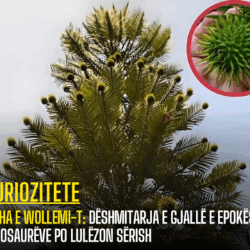 Pisha e Wollemi-t: Dëshmitarja e gjallë e epokës së dinosaurëve po lulëzon sërish