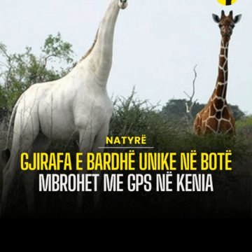 Gjirafa e bardhë unike në botë mbrohet me GPS në Kenia