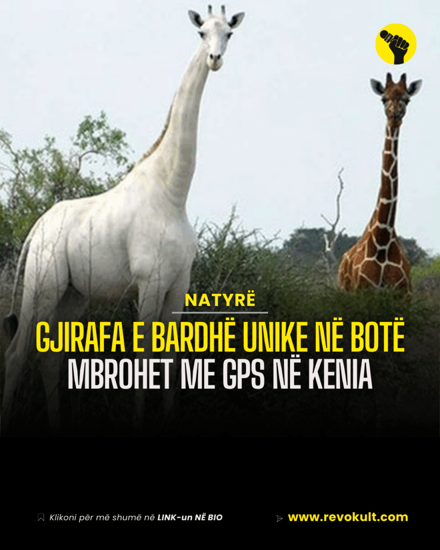 Gjirafa e bardhë unike në botë mbrohet me GPS në Kenia
