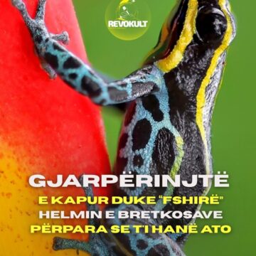 Gjarpërinjtë e kapur duke “fshirë” helmin e bretkosave përpara se t’i hanë ato