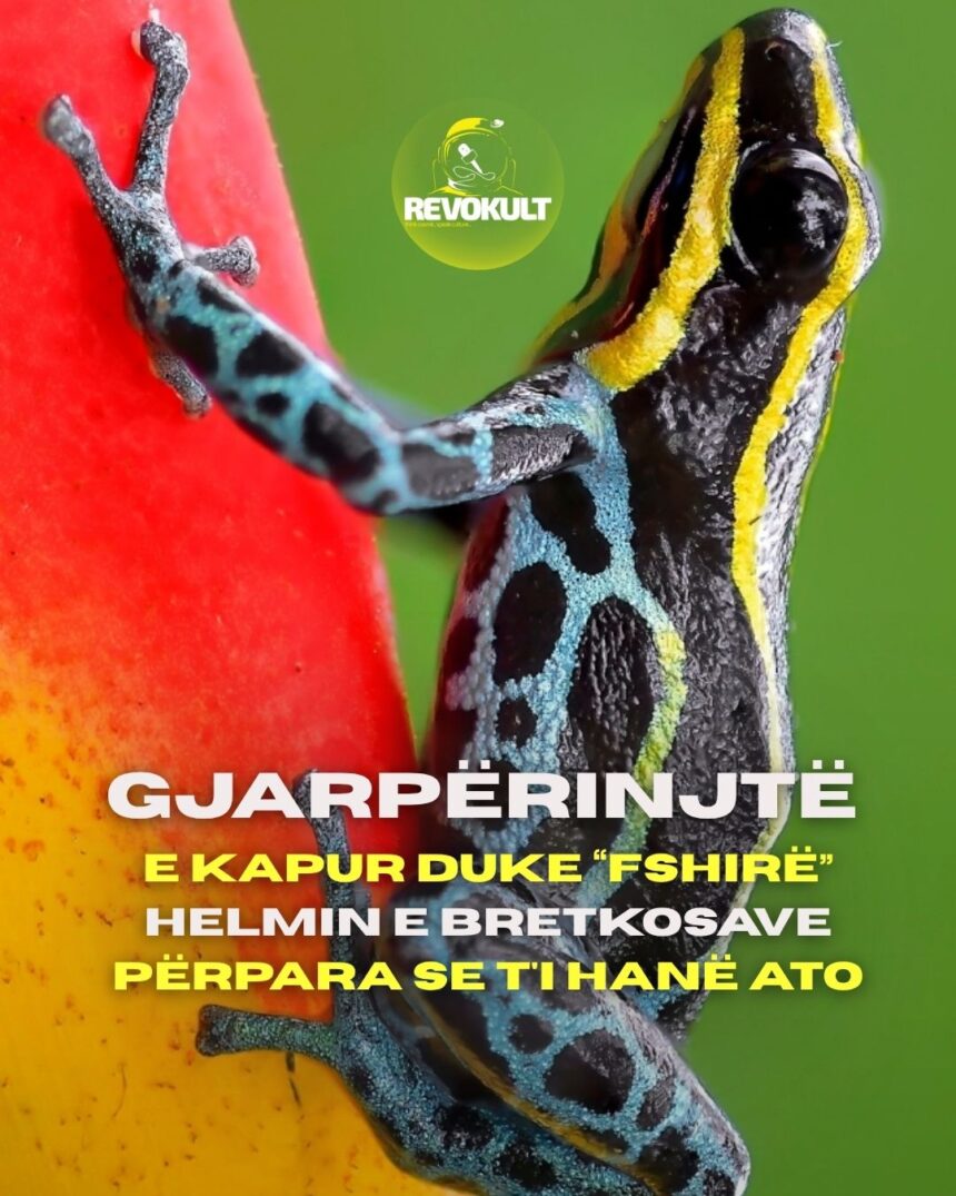 Gjarpërinjtë e kapur duke “fshirë” helmin e bretkosave përpara se t’i hanë ato